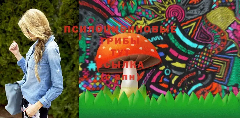 купить наркоту  Козьмодемьянск  Псилоцибиновые грибы Psilocybine cubensis 